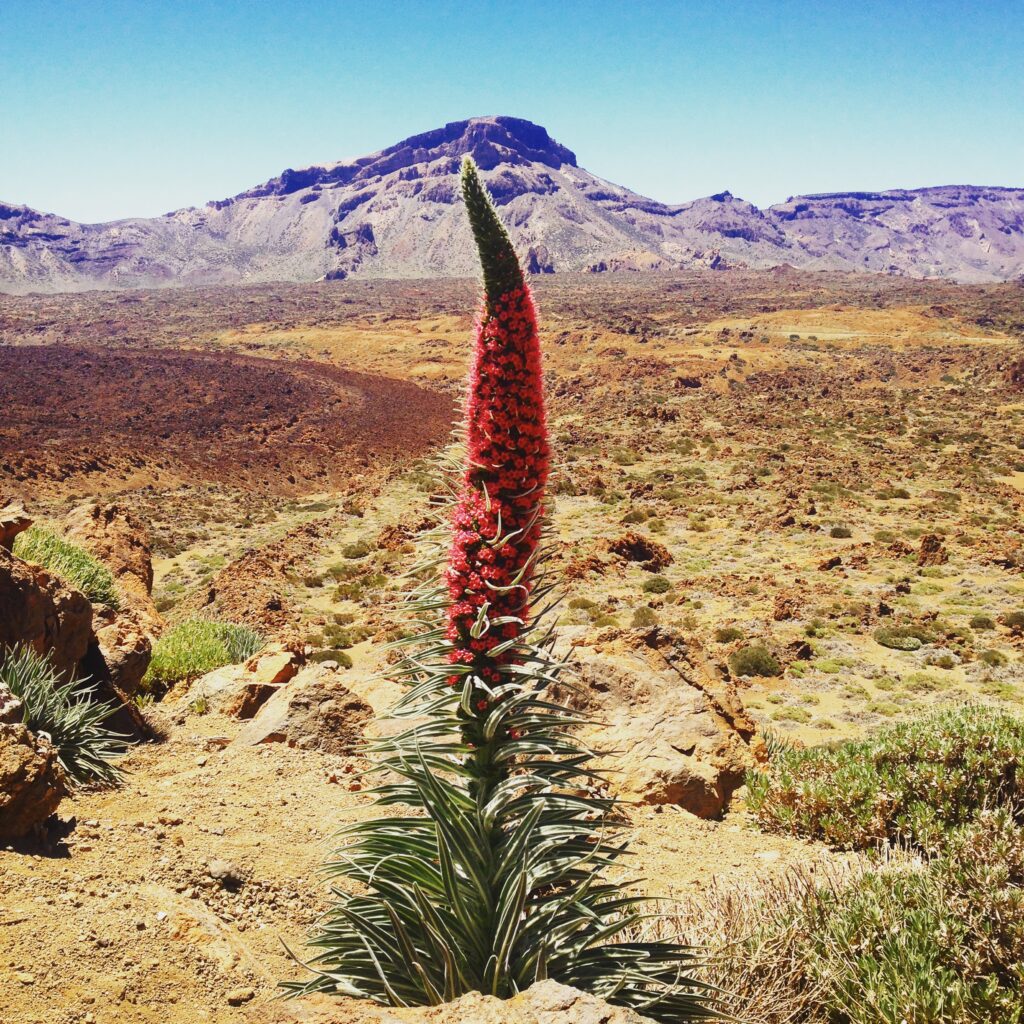 Tajinaste del Teide. Gregorios trekking
